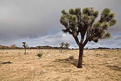 不惧任天堂最强法务《幻兽帕鲁》闪电登陆PS5